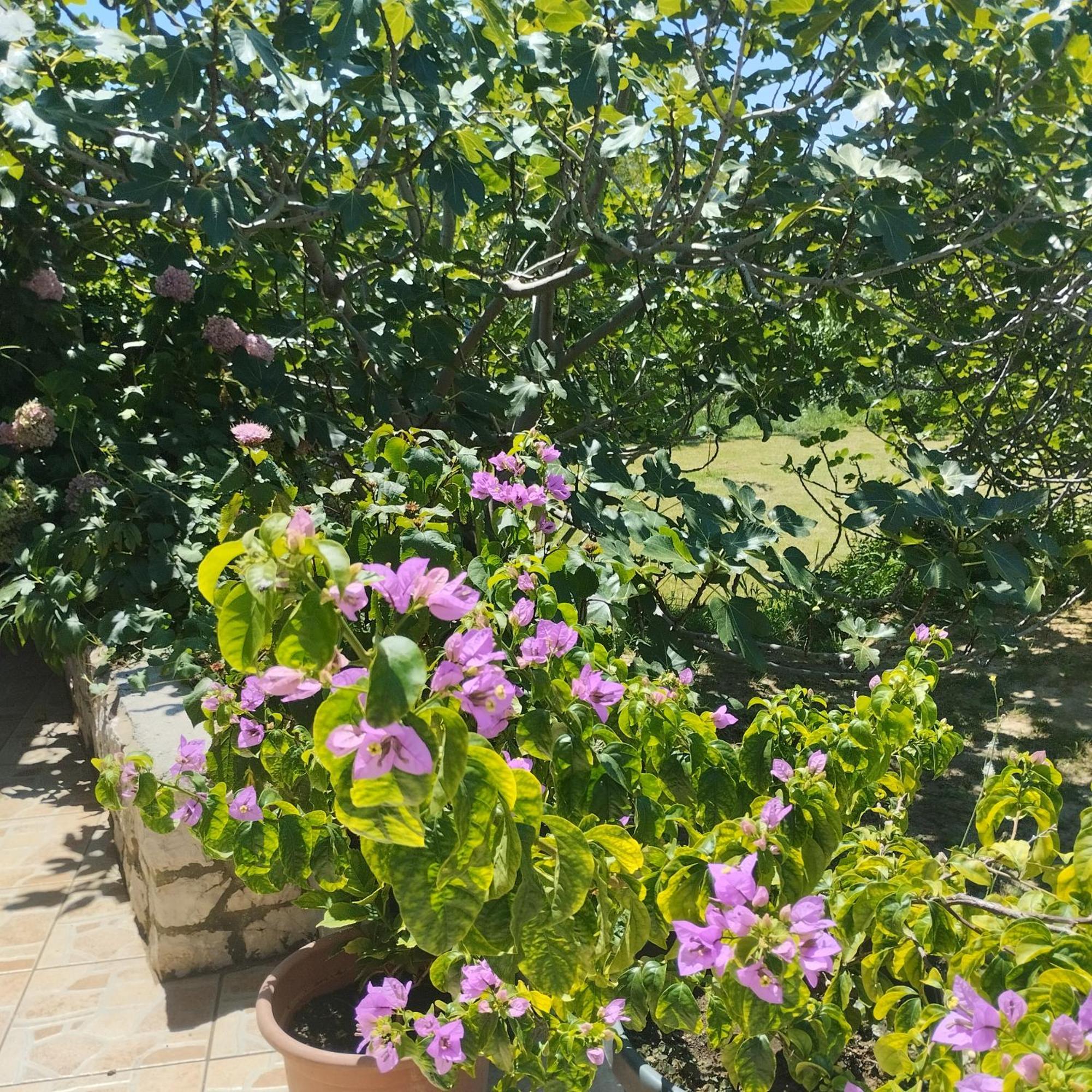 Apartmani Gero ロパール エクステリア 写真